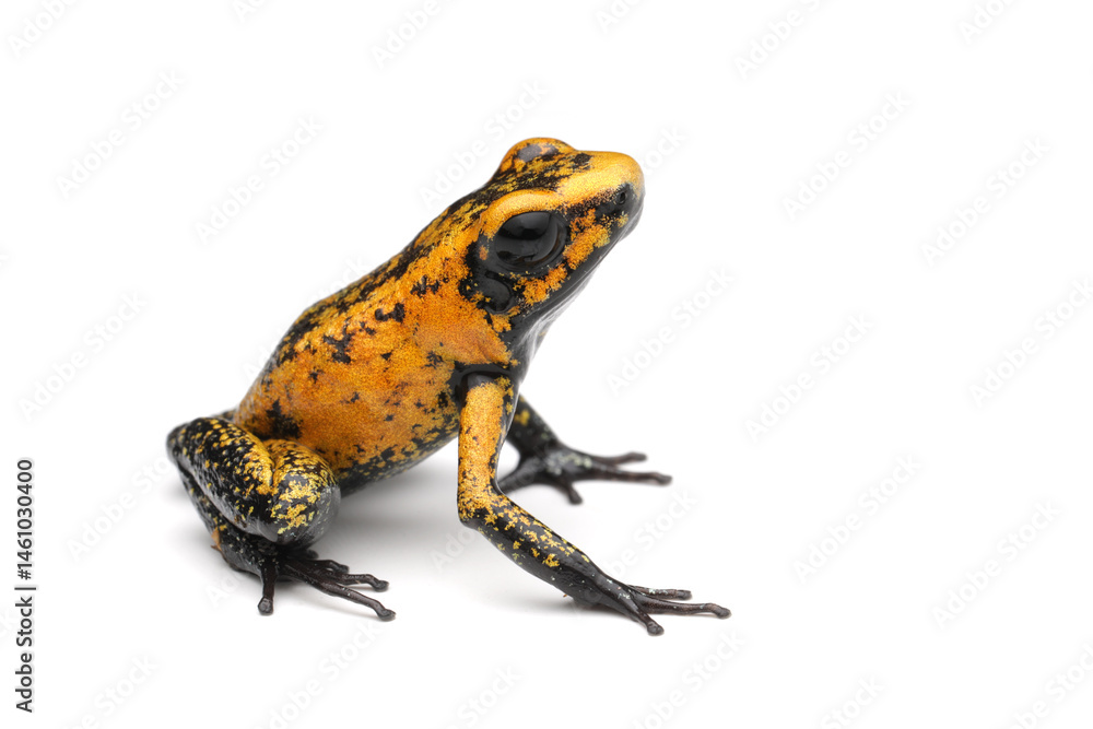 Fototapeta premium Phyllobates terribilis 