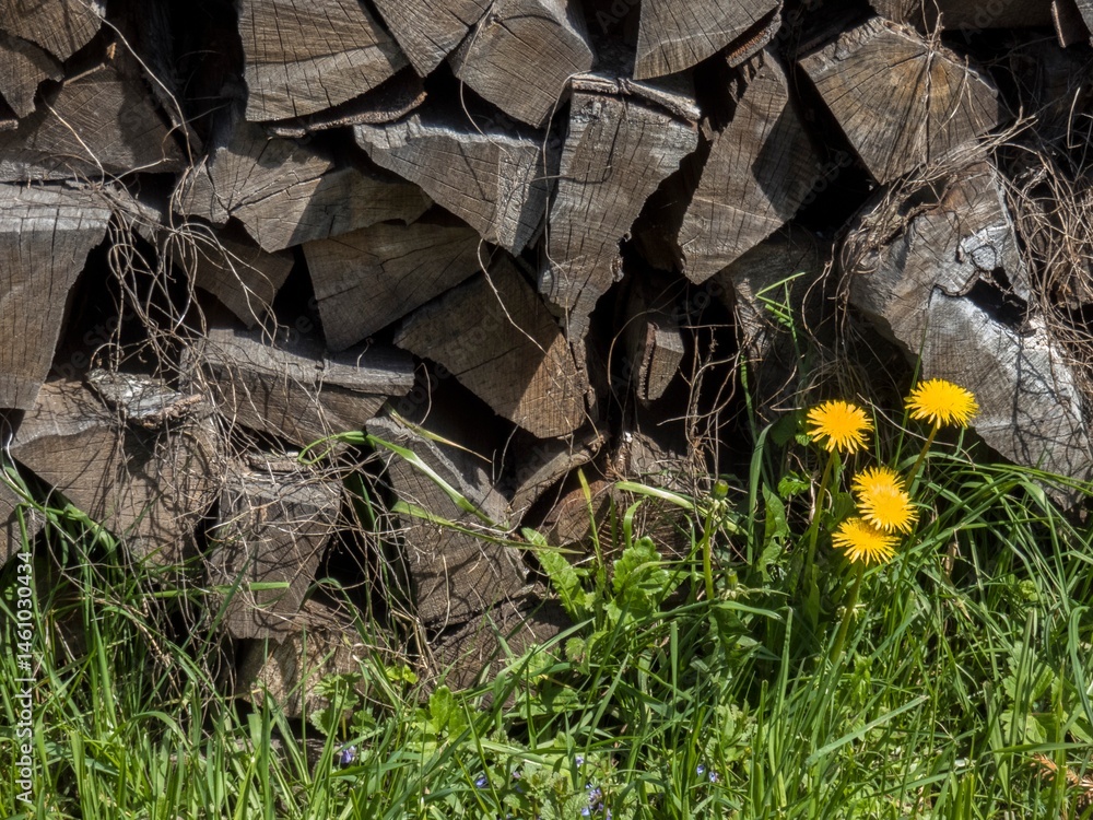 Obraz premium forest