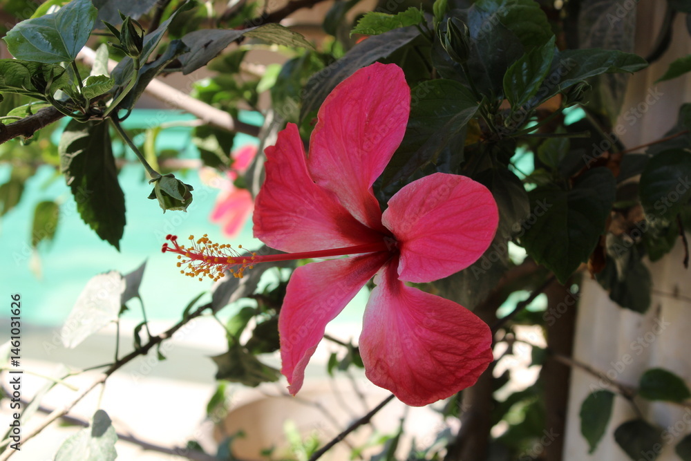 Obraz premium Hibiscus rosa-sinensis, the China rose or Shoeblackplant flowers 