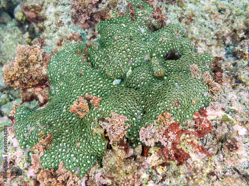 三浦にも現れたハマサンゴやキクメイシなどのサンゴの群生。
英名学名:Leptastrea purpurea,
Porites heronensis
Porites Lutea
荒井浜海岸三浦市神奈川県-2024