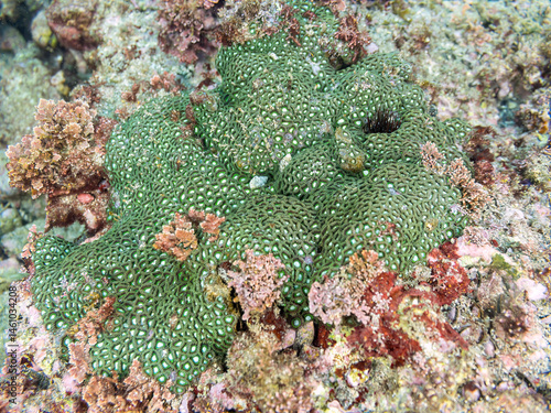 Obraz na płótnie 三浦にも現れたハマサンゴやキクメイシなどのサンゴの群生。
英名学名:Leptastrea purpurea,
Porites heronensis
Porites Lutea
荒井浜海岸三浦市神奈川県-2024
w salonie
