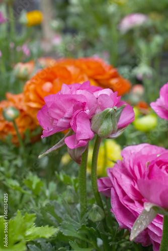 Beautiful Pink ranunculus flower growing in an outdoor flower garden. ranunculus flower closeup, Pink blooming flower, Closeup shot of a beautiful blossoming ranunculus in field