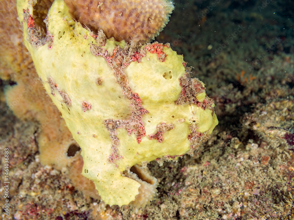 エスカ(触手)を振って小魚を呼び寄せて狩る、可愛いイロカエルアンコウ(カエルアンコウ科)の幼魚。
英名学名:Painted frogfish (Antennarius pictus)
大きなカイメンに乗っている。
荒井浜海岸三浦市神奈川県-2024