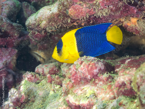 Obraz na płótnie 可愛いソメワケヤッコ(キンチャクダイ科)の幼魚他。
英名学名:Bicolor angelfish (Centropyge bicolor)
荒井浜海岸三浦市神奈川県-2024
w salonie