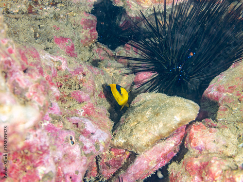 Obraz na płótnie 可愛いソメワケヤッコ(キンチャクダイ科)の幼魚他。
英名学名:Bicolor angelfish (Centropyge bicolor)
荒井浜海岸三浦市神奈川県-2024
w salonie