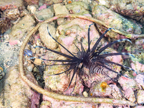 美しいハナミノカサゴ（ミノカサゴ亜科）の幼魚。
黒変種。
英名学名：Red Lionfish (Pterois volitans)
荒井浜海岸三浦市神奈川県-2024

