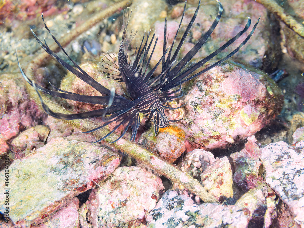 美しいハナミノカサゴ(ミノカサゴ亜科)の幼魚。
黒変種。
英名学名:Red Lionfish (Pterois volitans)
荒井浜海岸三浦市神奈川県-2024