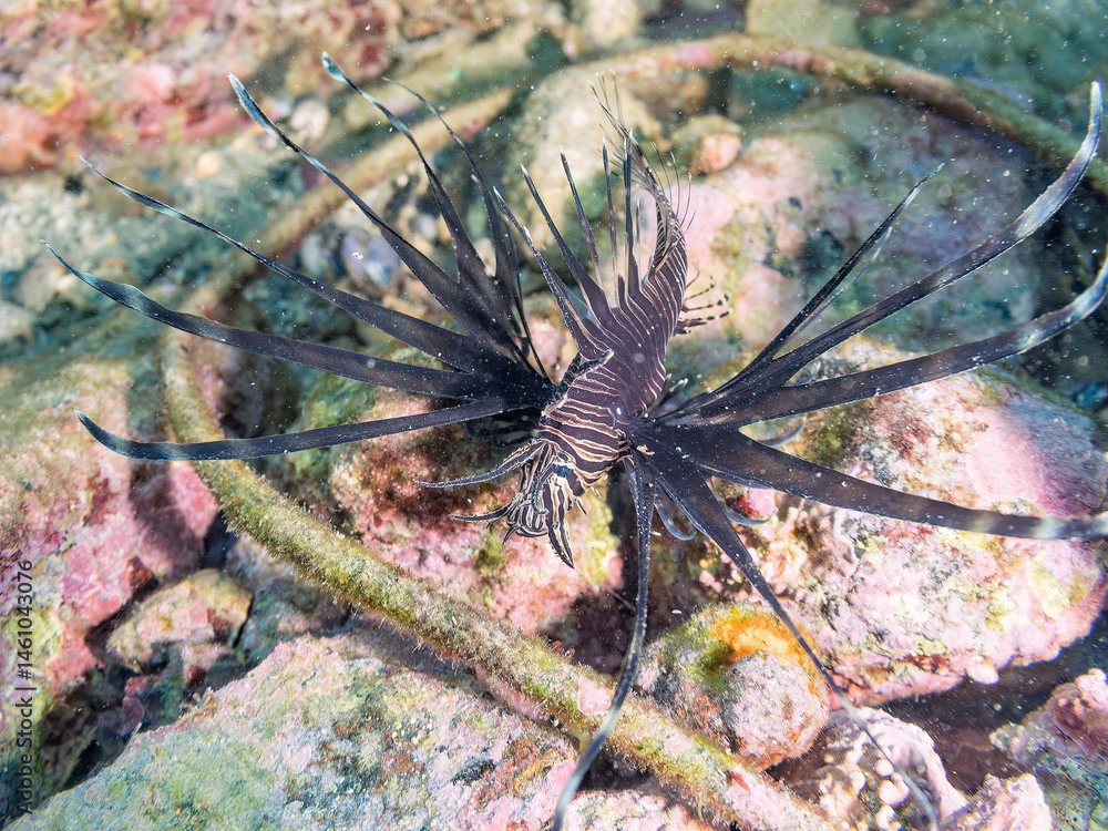 美しいハナミノカサゴ(ミノカサゴ亜科)の幼魚。
黒変種。
英名学名:Red Lionfish (Pterois volitans)
荒井浜海岸三浦市神奈川県-2024