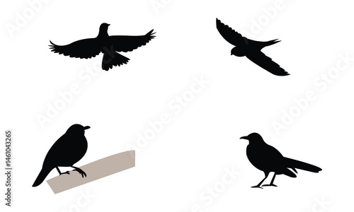 African thrush bird Silhouette Design  And Vector Illustration. 