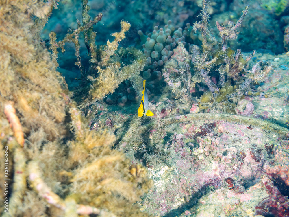 美しいアケボノチョウチョウウオ(チョウチョウオ科)の幼魚他。
英名学名:Blackback Butterflyfish, Chaetodon melannotus
荒井浜海岸三浦市神奈川県-2024