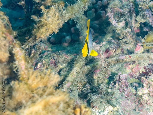 美しいアケボノチョウチョウウオ（チョウチョウオ科）の幼魚他。
英名学名：Blackback Butterflyfish, Chaetodon melannotus
荒井浜海岸三浦市神奈川県-2024
