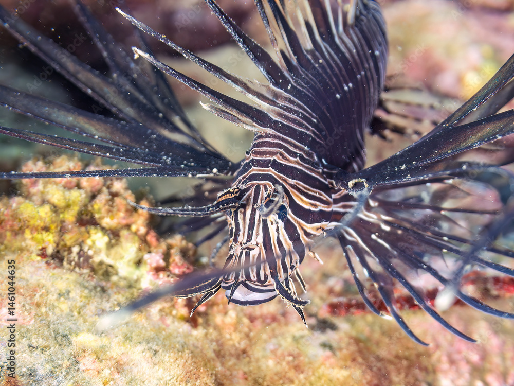 美しいハナミノカサゴ(ミノカサゴ亜科)の幼魚。
黒変種。
英名学名:Red Lionfish (Pterois volitans)
荒井浜海岸三浦市神奈川県-2024