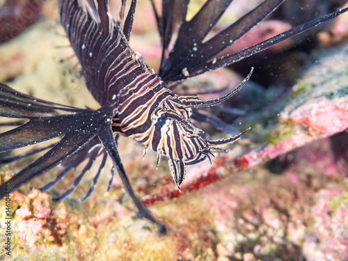 Obraz na płótnie 美しいハナミノカサゴ(ミノカサゴ亜科)の幼魚。
黒変種。
英名学名:Red Lionfish (Pterois volitans)
荒井浜海岸三浦市神奈川県-2024
w salonie