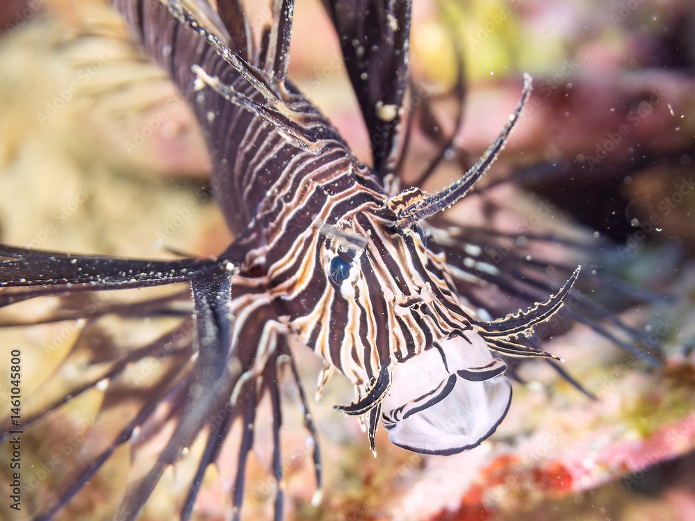 美しいハナミノカサゴ(ミノカサゴ亜科)の幼魚。
黒変種。
英名学名:Red Lionfish (Pterois volitans)
荒井浜海岸三浦市神奈川県-2024