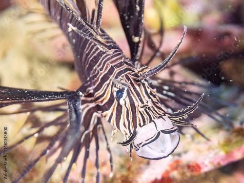 Obraz na płótnie 美しいハナミノカサゴ(ミノカサゴ亜科)の幼魚。
黒変種。
英名学名:Red Lionfish (Pterois volitans)
荒井浜海岸三浦市神奈川県-2024
w salonie
