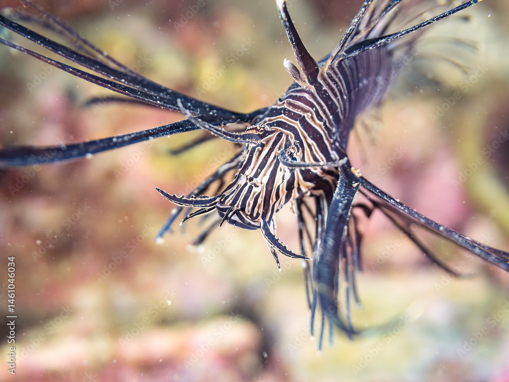 美しいハナミノカサゴ(ミノカサゴ亜科)の幼魚。
黒変種。
英名学名:Red Lionfish (Pterois volitans)
荒井浜海岸三浦市神奈川県-2024