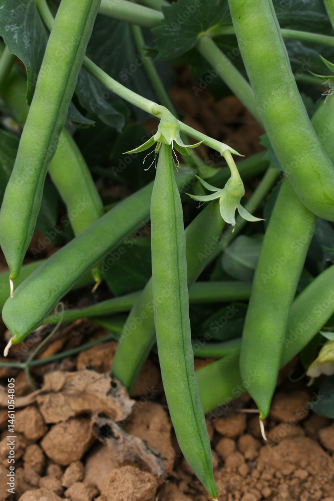 Fototapeta premium Green peas grow in the garden Beautiful close up of green fresh peas and pea pods. Healthy food, Bush of sweet pea with ripe pods cultivated on vegetable garden, green peas closeup in nature, Pakistan