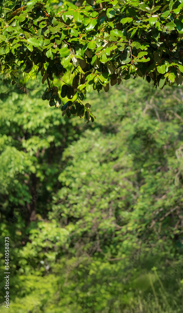 Green tropical forest for vertical background Green tropical forest for vertical background