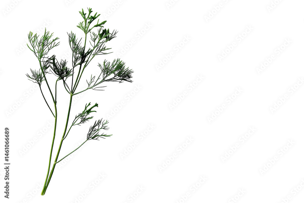 Naklejka premium Fresh dill on black background