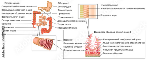 消化器　胃　十二指腸　小腸　大腸　イラスト　ロシア語
