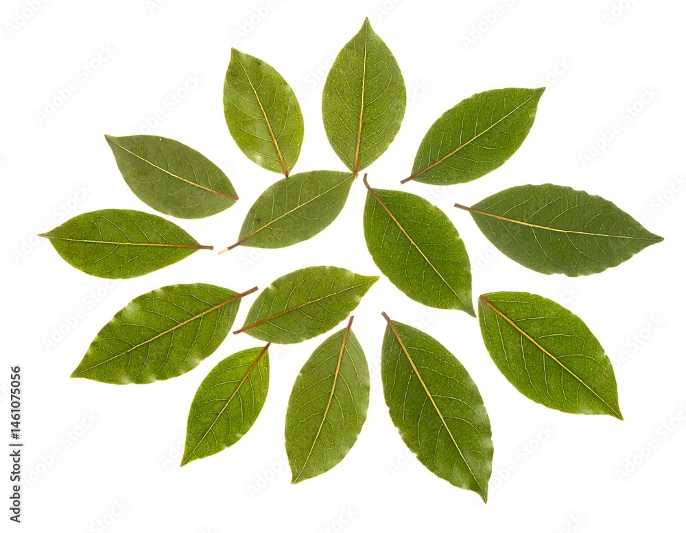 Green Leaves Circular Pattern on White Background Green Leaves Circular Pattern on White Background
