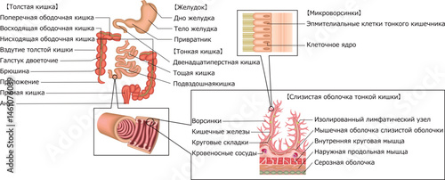 消化器　胃　十二指腸　小腸　大腸　イラスト　ロシア語