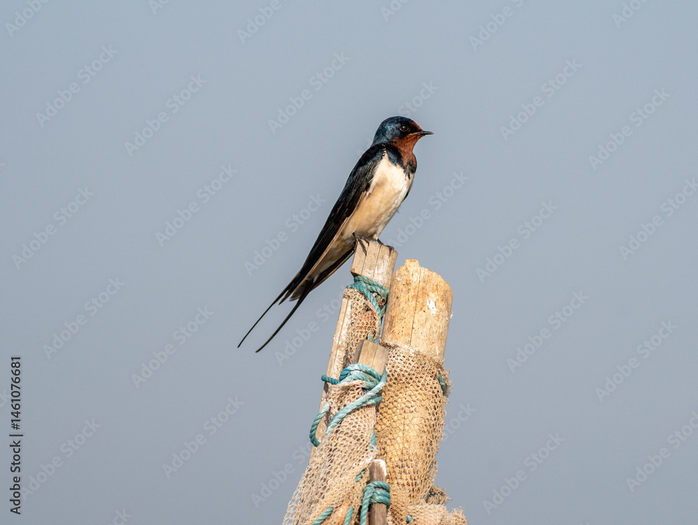 Barn swallow bird perched on a pole looking at surroundings.