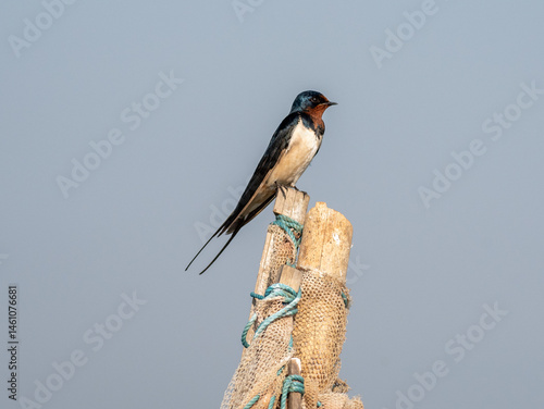 Obraz na płótnie Barn swallow bird perched on a pole looking at surroundings. w salonie