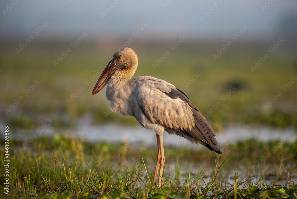 Asian open bill stork standing in the wetlands in its habitat. Close up, selective focus.