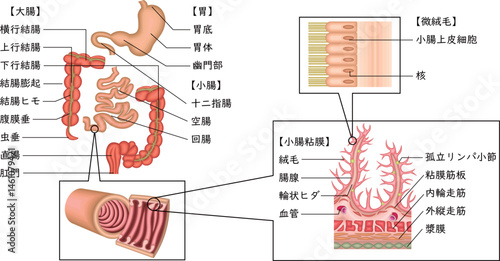 消化器　胃　十二指腸　小腸　大腸　イラスト　日本語