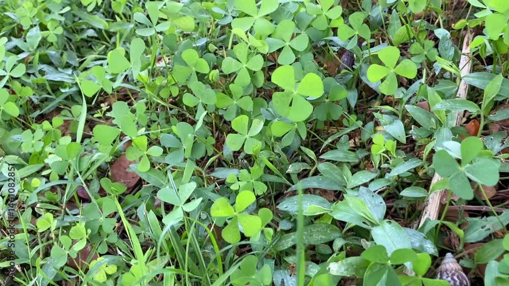 Close-up of a rare four-leaf clover in green grass and clovers near a river area
Close-up of a rare four-leaf clover in green grass and clovers near a river area