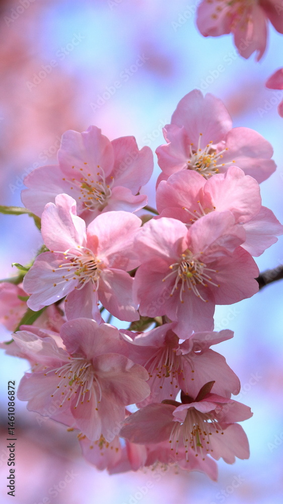 Obraz premium The cherry blossoms have bloomed