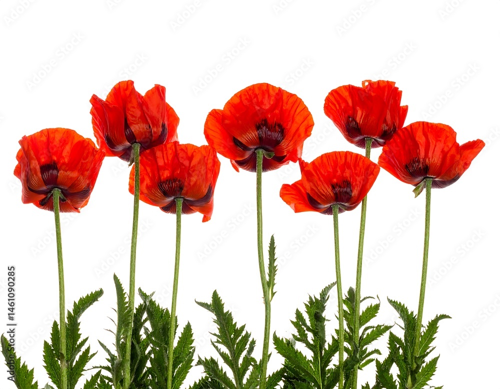 Naklejka premium Vibrant Red Poppies on White Background