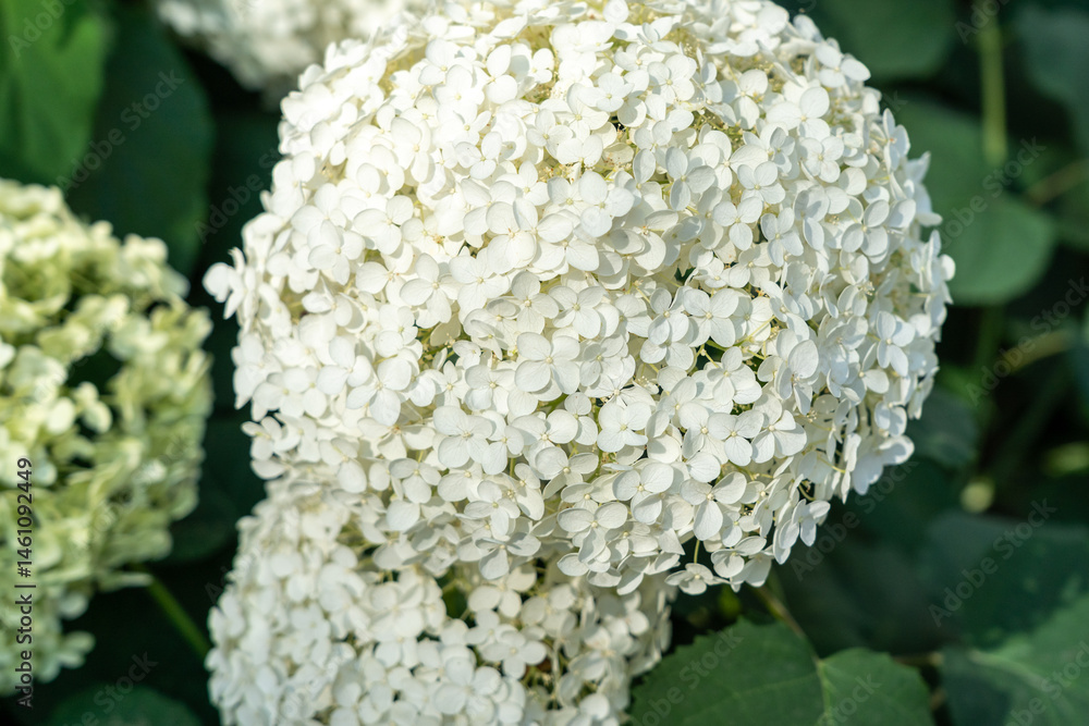 Hydrangea Flowers, Blooming White Hortensia, Hydrangea Paniculata Flower Closeup, Large Inflorescences
