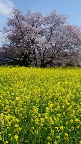 The cherry blossoms have bloomed