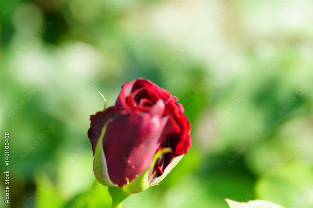 Fototapeta premium Roses are blooming