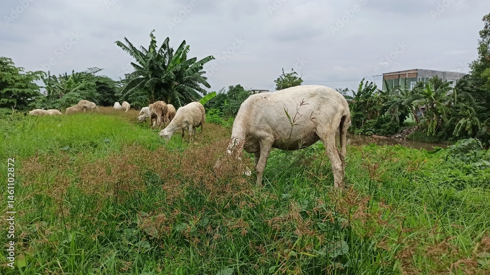 Fototapeta premium A pregnant goat grazes calmly in a field, feeding on fresh grass and reflecting a peaceful rural farming life.