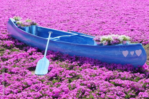 creeping phlox