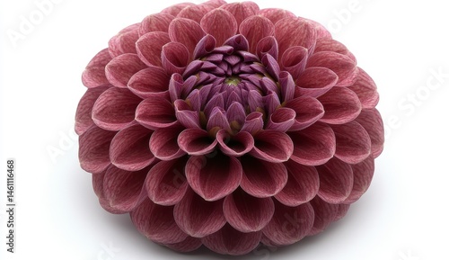 Close Up of a Deep Purple Dahlia Flower on White Background