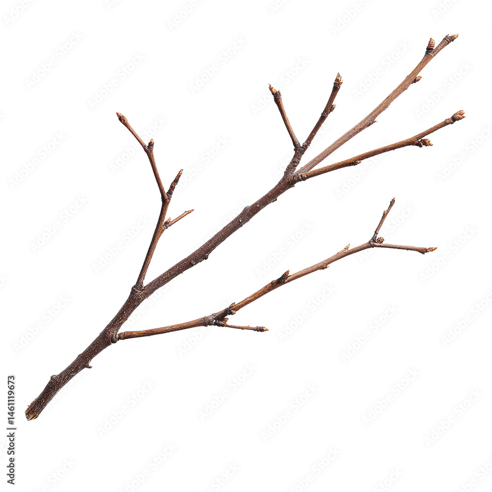 Intricate Dry Branch Against Black Background on white background Intricate Dry Branch Against Black Background on white background