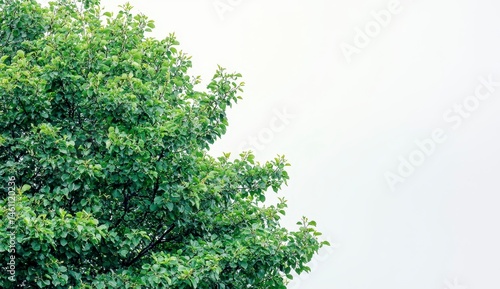 Lush Green Treetop Against a Cloudy White Sky