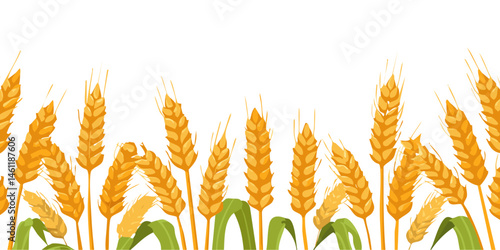 golden wheat ears field isolated on white background agriculture vector graphic design
