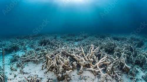 Fototapeta Naklejka Na Ścianę i Meble -  A dead coral reef, with only skeletons of once-vibrant corals remaining