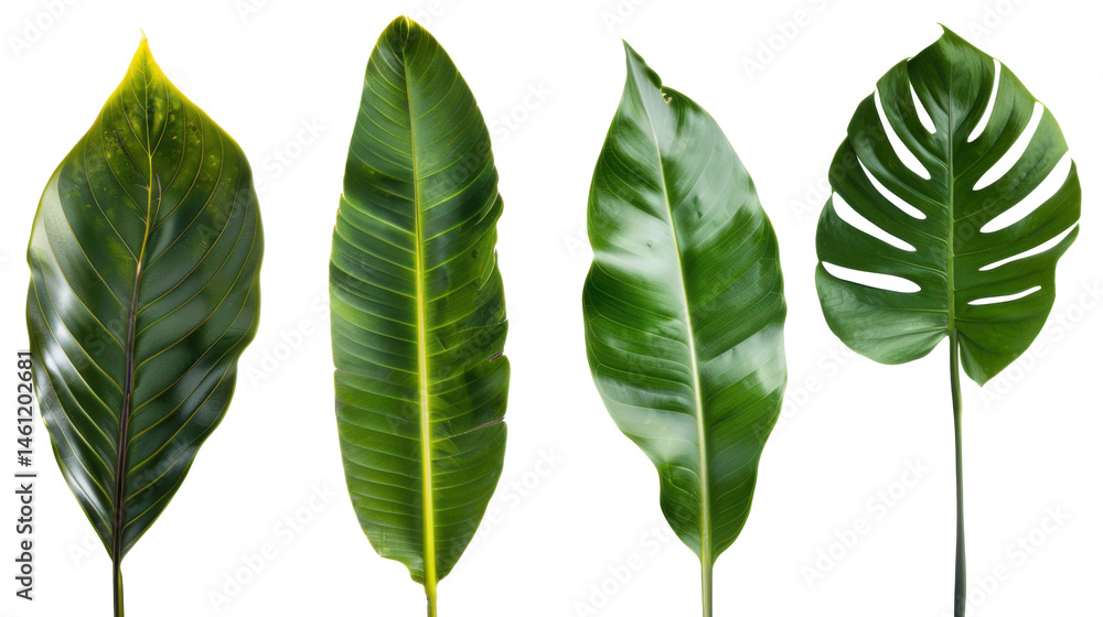 Vertical lineup of banana, calathea and monstera leaves isolated on white background for banners and print layouts.
Vertical lineup of banana, calathea and monstera leaves isolated on white background for banners and print layouts.
