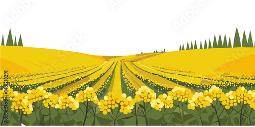Yellow rapeseed field blooms in spring agriculture vector graphic design