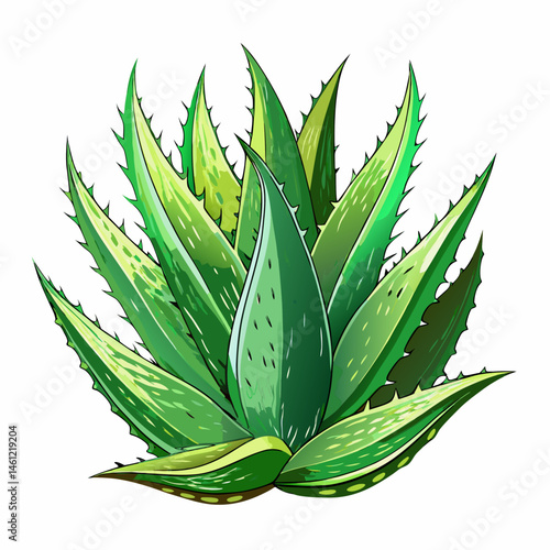 A detailed vector of aloe vera leaves with gel visible, isolated on a white background