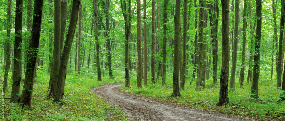 green forest . beautiful green forest in spring