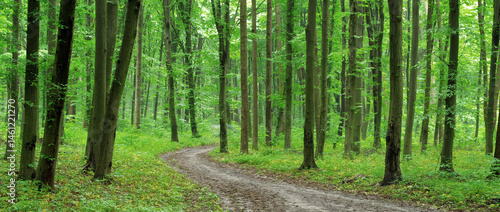 Obraz na płótnie green forest . beautiful green forest in spring w salonie