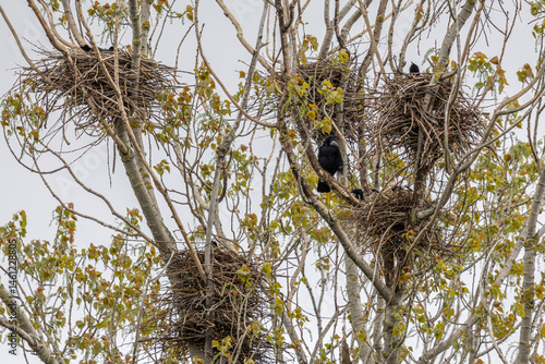 Photos Corvus frugilegus. Colony of rooks with their nests in spring.