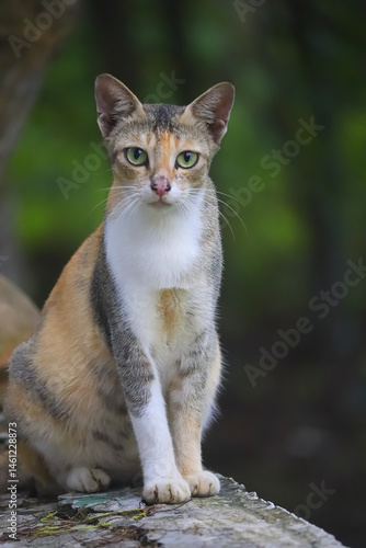 Wallpaper Mural portrait of a cat Torontodigital.ca